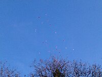 Ballons zur Hochzeit fliegen in Dortmund